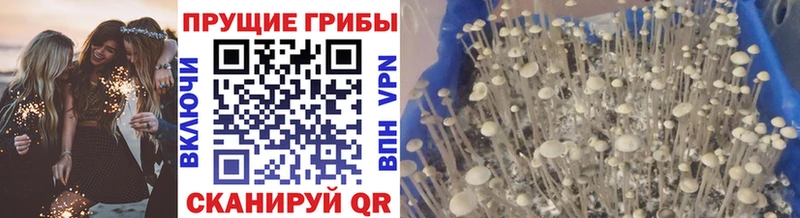 Псилоцибиновые грибы MAGIC MUSHROOMS  Купить закладки  Свободный 